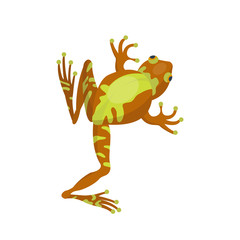 Frog cartoon tropical brown animal cartoon nature icon funny and isolated mascot character wild funny forest toad amphibian vector illustration.