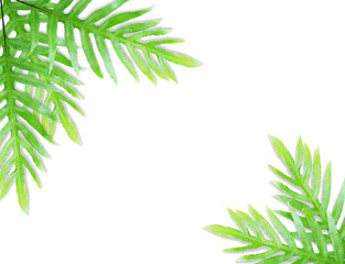 Obraz premium Fern leaf isolated