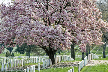 Arlington Natoinal Cemetery. Cherri blossom.