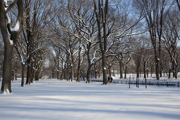 Central Park, New York. Beautiful park in beautiful city.