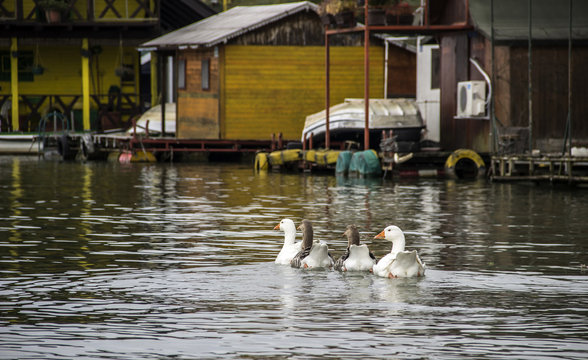 Four geese cruising by a row of raft houses