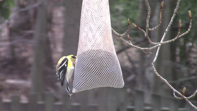 American goldfinches at feeder by cherry tree buds