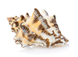 sea shell isolated on white background