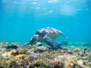 Obraz na płótnie Canvas Turtle swimming underwater