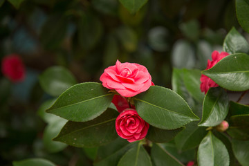 Background roses bush dark green leaves