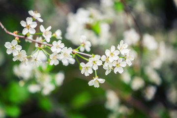 Blooming cherry tree in spring garden