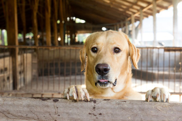 Brown dog stood and wait over the cage