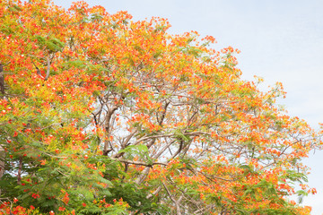 Caesalpinia pulcherrima
