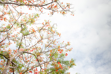 Caesalpinia pulcherrima