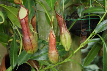 ウツボカズラ（ネペンテス）