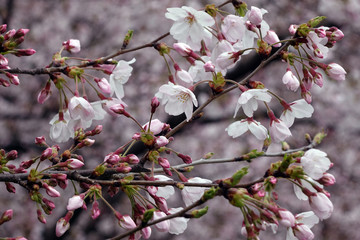 桜の花_620