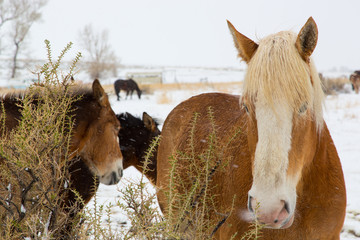 Horses and mules surviving the cold wintery snow