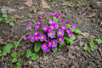 Pink yellow primrose close up