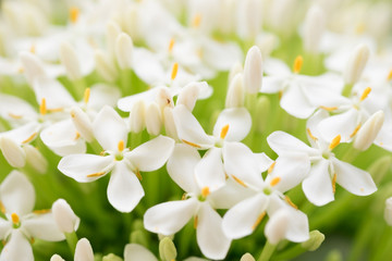 White spike flower