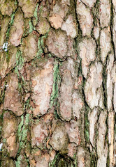 detail of moss and lichen on wooden fence