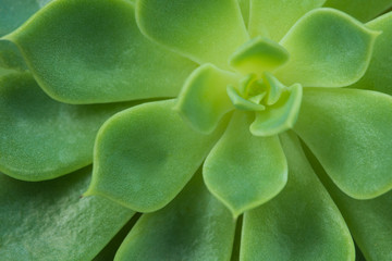 Closeup of a Succulent Plant - view from top
