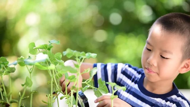 Young Asian boy looking at young seedling plant by magnify glass in the garden.