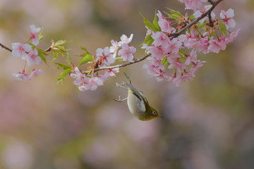 メジロ花景色
