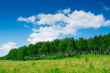 Fototapeta na wymiar deep blue sky over birch forest and meadow