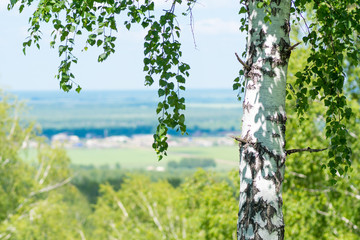 Fototapeta premium single birch closeup over small ecological settlement blurred background