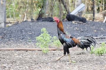 Rooster walking on sand field