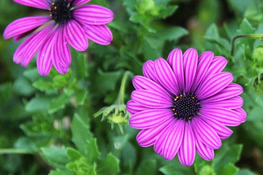 Travel to Chiangmai, Thailand. Blooming purple African daisy flowers on the meadow.