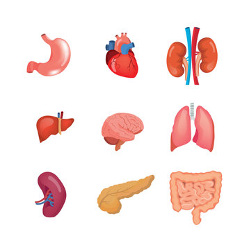 A set of human anatomy organs, in medical science.