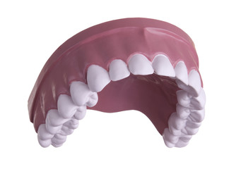 Model of upper teeth