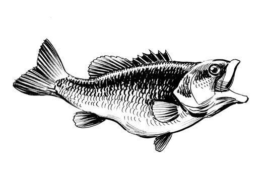 Fish with opened mouth