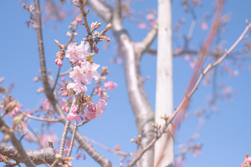 ume