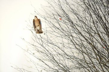 Jay bird in flight with folded wings against the background of tree branches of mountain ash in winter