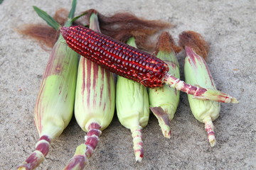 CORN