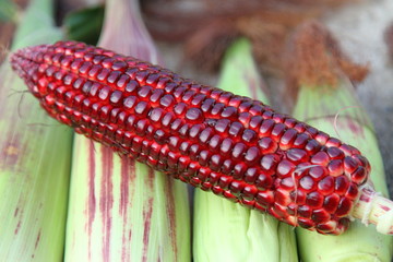 CORN
