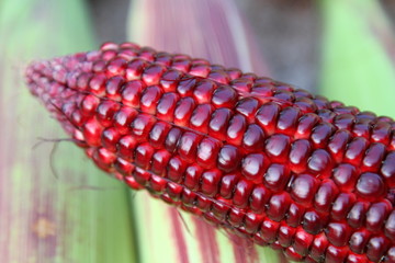 CORN