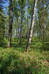 Fototapeta premium Birch forest at Spring time