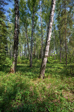 Birch forest at Spring time