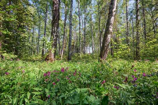 Birch forest at Spring time