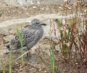Baby bird in tall grass with brick wall background