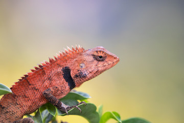 Image of chameleon on nature background. Reptile Animal