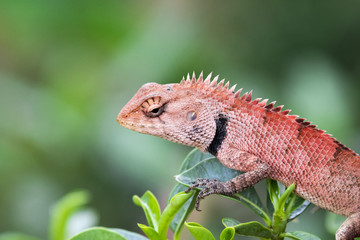 Image of chameleon on nature background. Reptile Animal