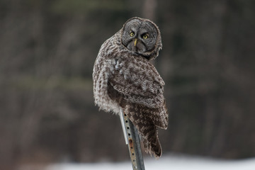 Grey Owl