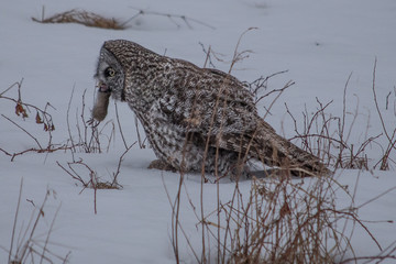 Grey Owl 6