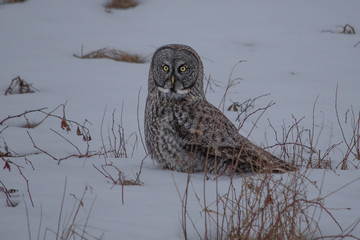 Grey Owl 4
