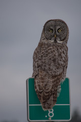 Grey Owl 