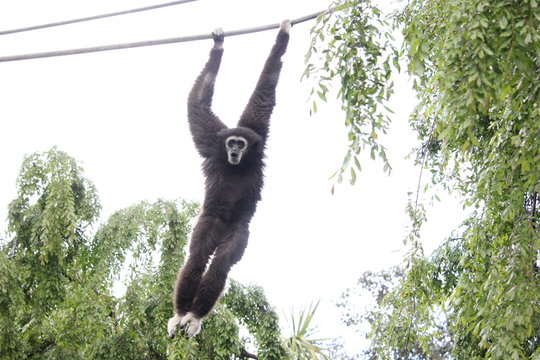 White handed Gibbon swinging from rope