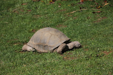 Fototapeta premium Giant tortoise in the grass