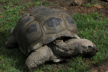 Obraz premium Giant tortoise in the grass