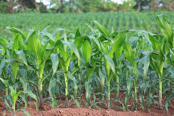 Corn field