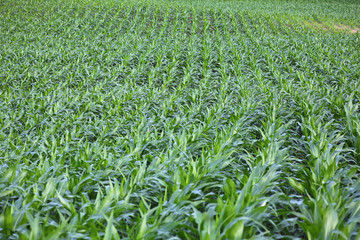 Green corn field background