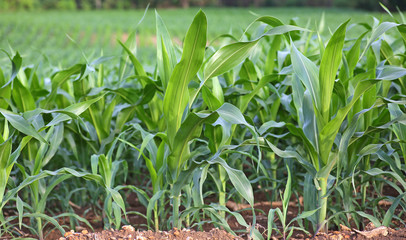 Corn field